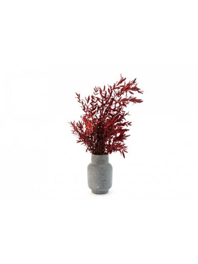 Parvifolia red stabilizuotas eukaliptas | 60 - 70 cm.    1